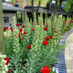 Fritillaria 'Ivory Bells' -Cheap Ethereal Yard Store fritillaria ivory bells 1