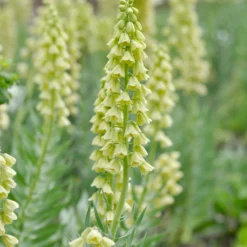 Fritillaria 'Ivory Bells' -Cheap Ethereal Yard Store fritillaria ivory bells 1 f14ce393 1f05 4265 9fce 90b3b1a4a411 scaled