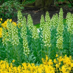 Fritillaria 'Ivory Bells' -Cheap Ethereal Yard Store fritillaria ivory bells 3