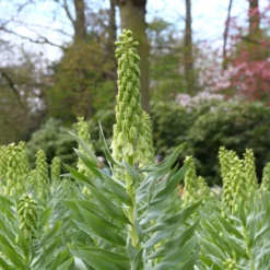 Fritillaria 'Ivory Bells' -Cheap Ethereal Yard Store fritillaria ivory bells 3 8401e71e 5f94 4cbc a8cc cba43e383512