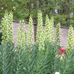 Fritillaria 'Ivory Bells' -Cheap Ethereal Yard Store fritillaria ivory bells 5