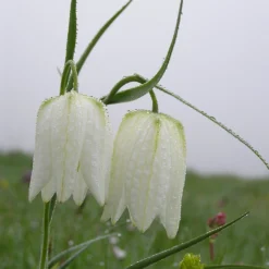 Fritillaria Meleagris 'Alba' -Cheap Ethereal Yard Store fritillaria meleagris alba 10