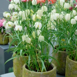 Fritillaria Meleagris 'Alba' -Cheap Ethereal Yard Store fritillaria meleagris alba 11 scaled
