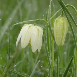Fritillaria Meleagris 'Alba' -Cheap Ethereal Yard Store fritillaria meleagris alba 2