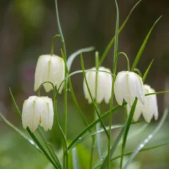 Fritillaria Meleagris 'Alba' -Cheap Ethereal Yard Store fritillaria meleagris alba 6 scaled
