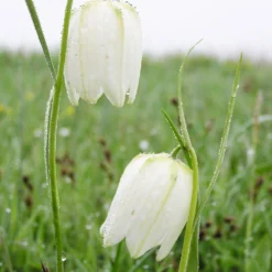 Fritillaria Meleagris 'Alba' -Cheap Ethereal Yard Store fritillaria meleagris alba 8
