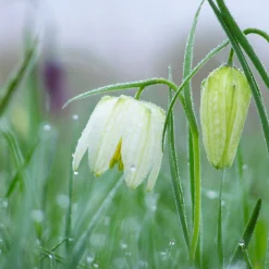 Fritillaria Meleagris 'Alba' -Cheap Ethereal Yard Store fritillaria meleagris alba 9