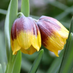 Fritillaria Michailovskyi -Cheap Ethereal Yard Store fritillaria michailovsky 01