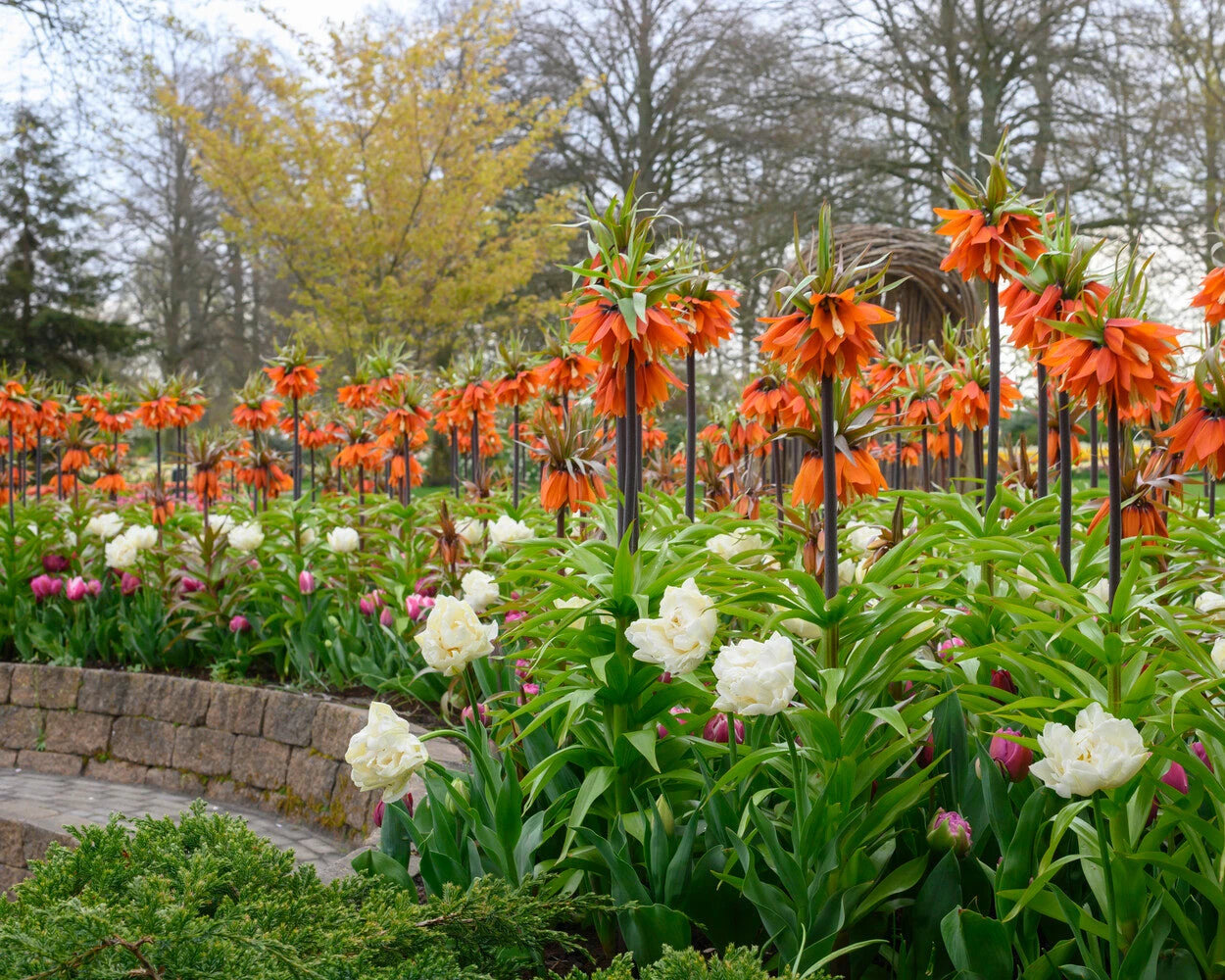 Fritillaria 'Orange Beauty' 2 Fritillaria 'Orange Beauty' - Image 2