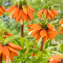 Fritillaria 'Orange Beauty'