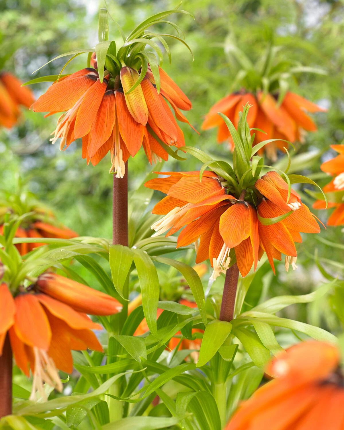 Fritillaria 'Orange Beauty' 1 Fritillaria 'Orange Beauty'