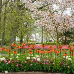 Fritillaria 'Orange Beauty' 8 Fritillaria 'Orange Beauty' -Cheap Ethereal Yard Store fritillaria orange beauty 2