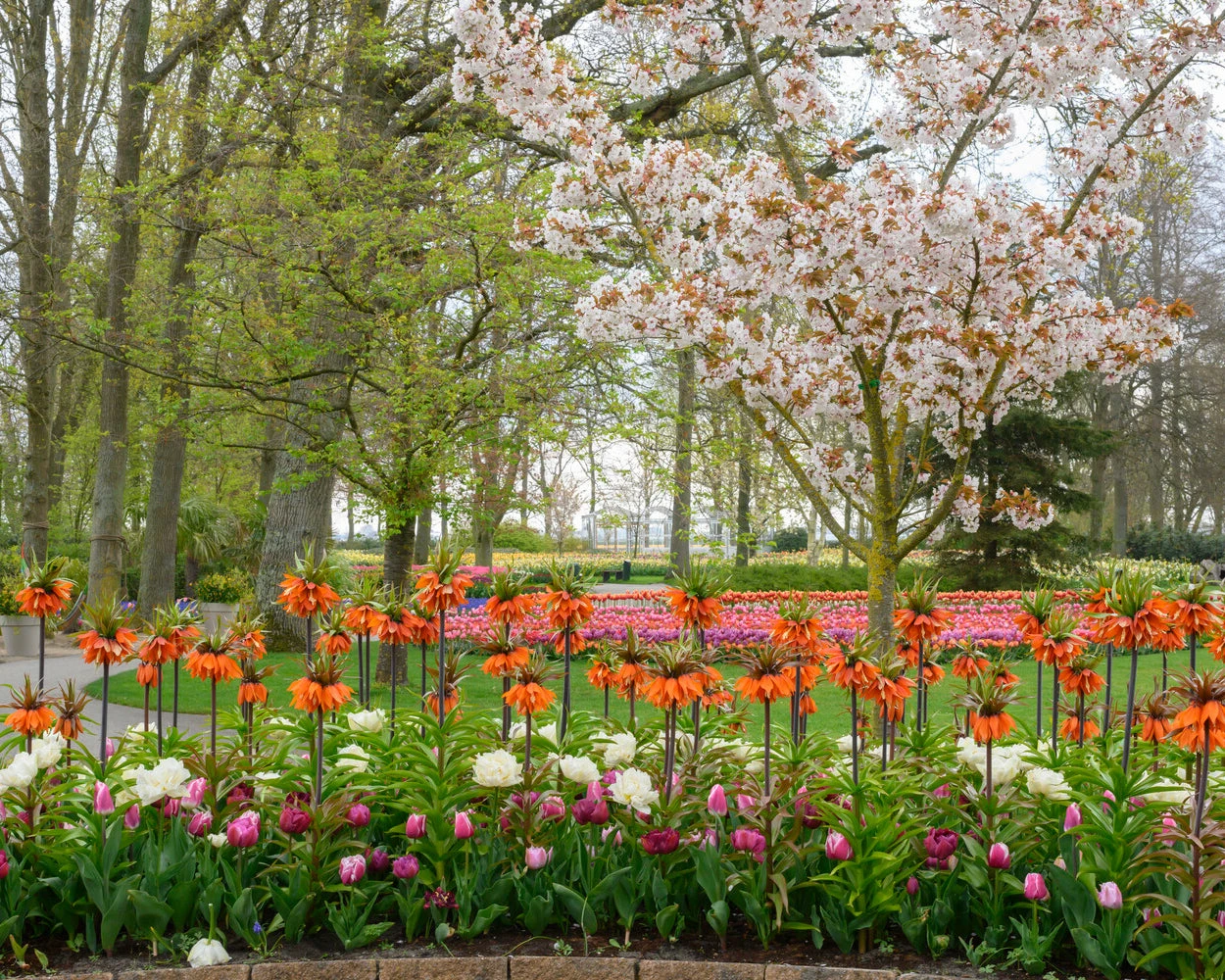 Fritillaria 'Orange Beauty' 4 Fritillaria 'Orange Beauty' - Image 4
