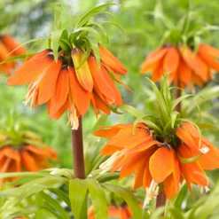 Fritillaria 'Orange Beauty' 9 Fritillaria 'Orange Beauty' -Cheap Ethereal Yard Store fritillaria orange beauty 2 cec5378a 7166 459e bc18 e16677ee1c97