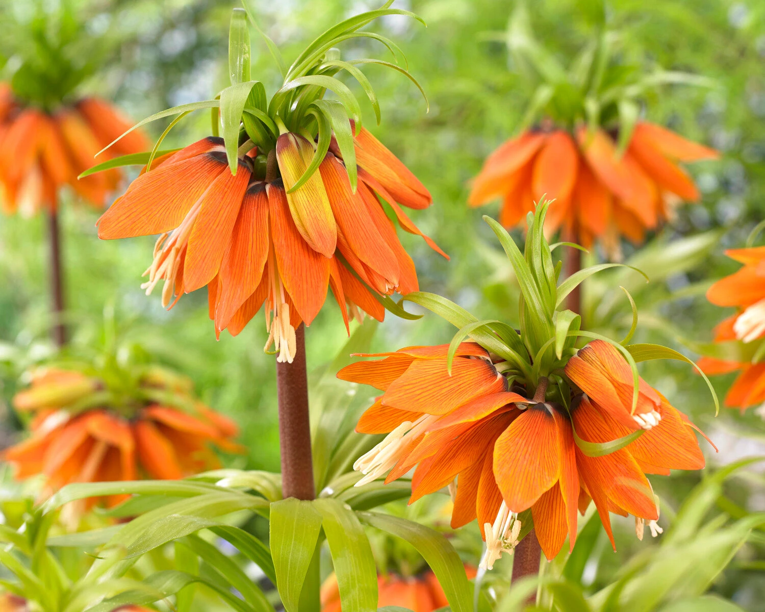Fritillaria 'Orange Beauty' 5 Fritillaria 'Orange Beauty' - Image 5