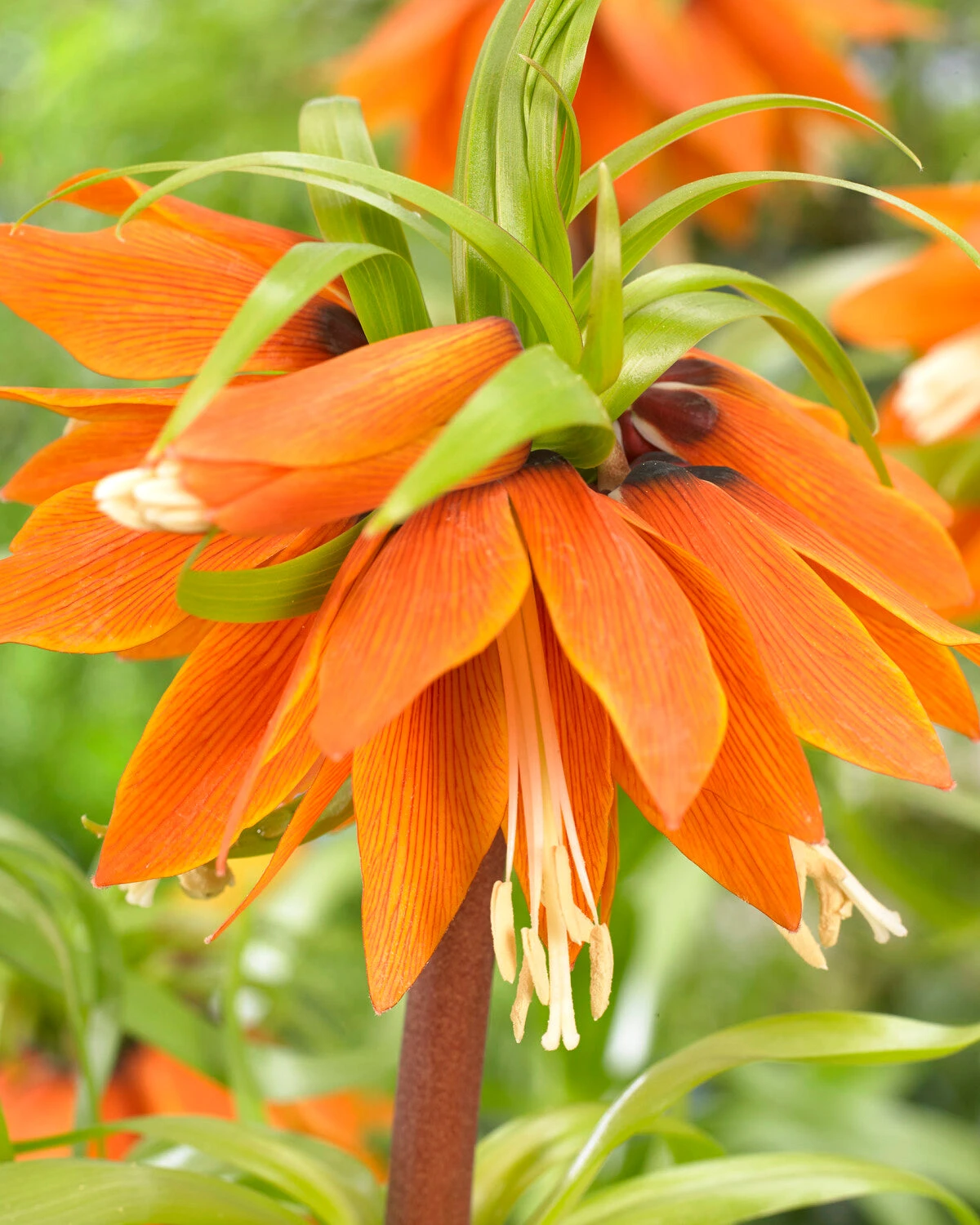 Fritillaria 'Orange Beauty' 3 Fritillaria 'Orange Beauty' - Image 3