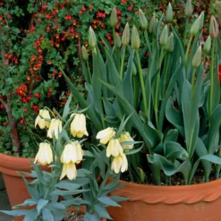 Fritillaria Pallidiflora 19 Fritillaria Pallidiflora -Cheap Ethereal Yard Store fritillaria pallidiflora 11 scaled