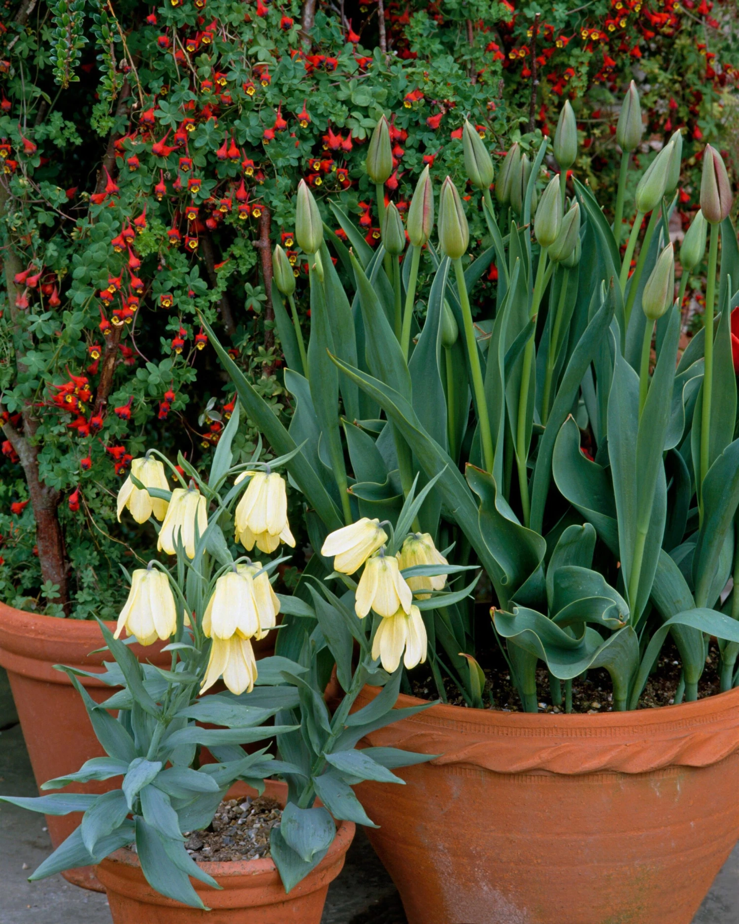 Fritillaria Pallidiflora 10 Fritillaria Pallidiflora - Image 10