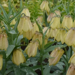 Fritillaria Pallidiflora 15 Fritillaria Pallidiflora -Cheap Ethereal Yard Store fritillaria pallidiflora 2 scaled
