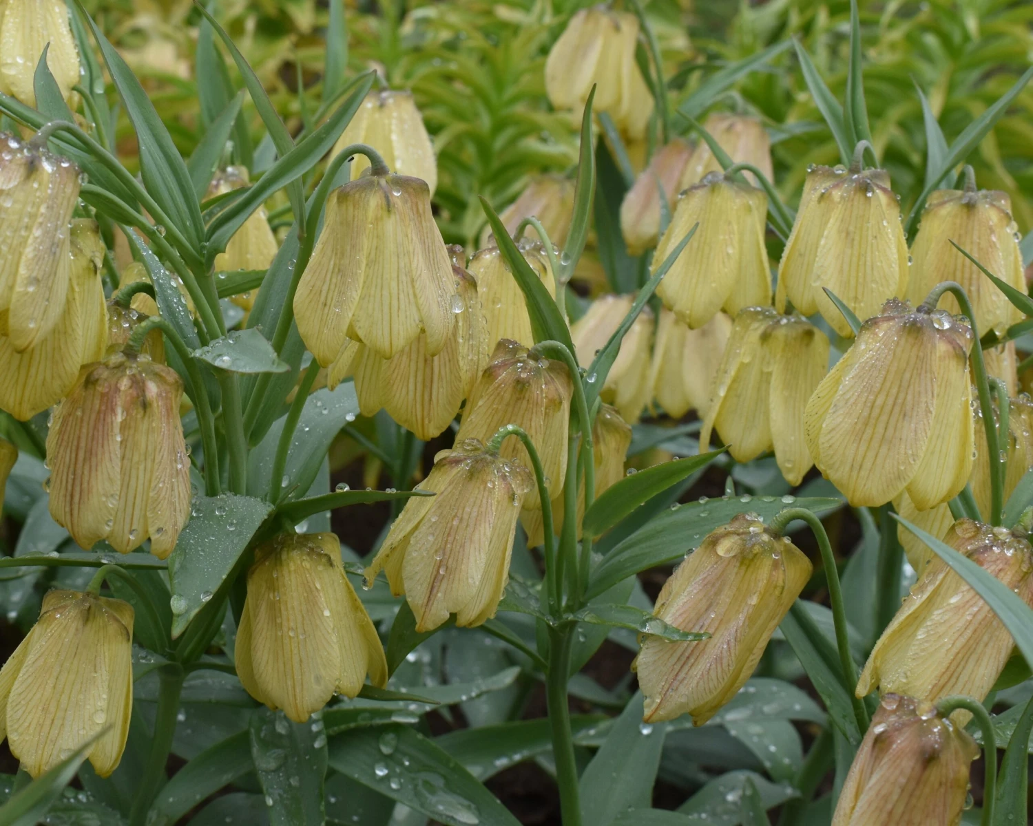 Fritillaria Pallidiflora 6 Fritillaria Pallidiflora - Image 6
