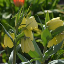Fritillaria Pallidiflora 12 Fritillaria Pallidiflora -Cheap Ethereal Yard Store fritillaria pallidiflora 3 scaled