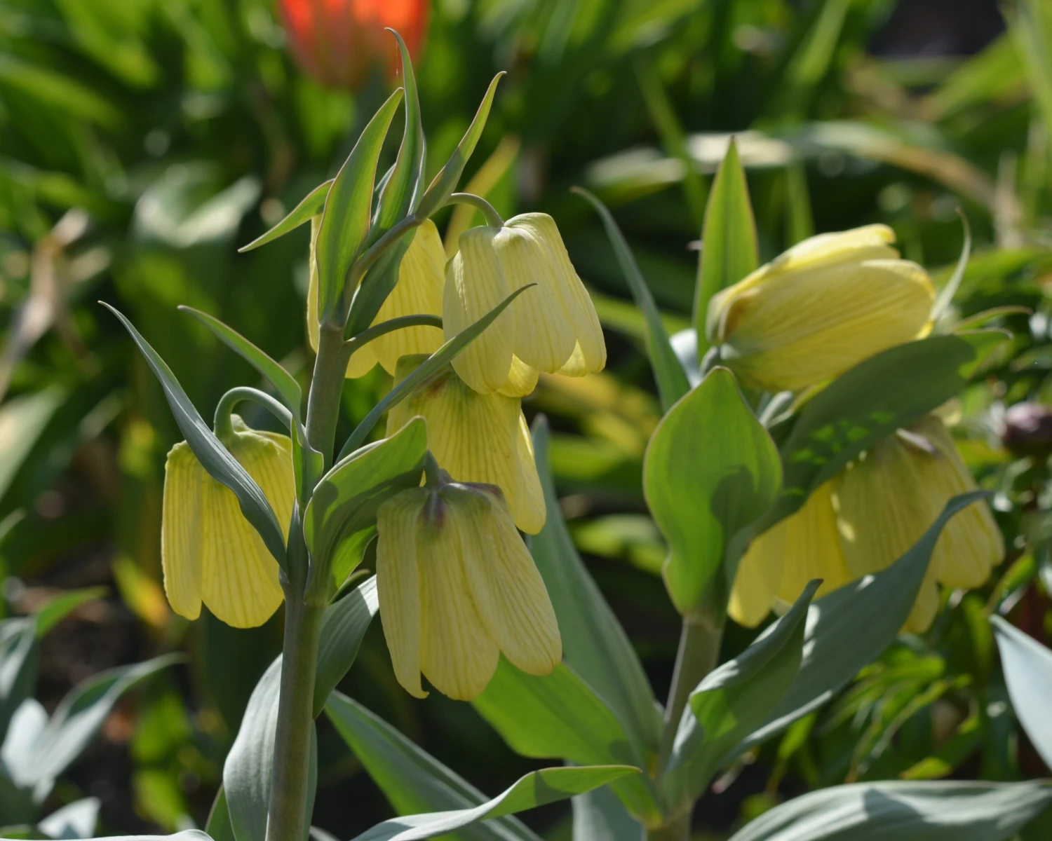Fritillaria Pallidiflora 3 Fritillaria Pallidiflora - Image 3
