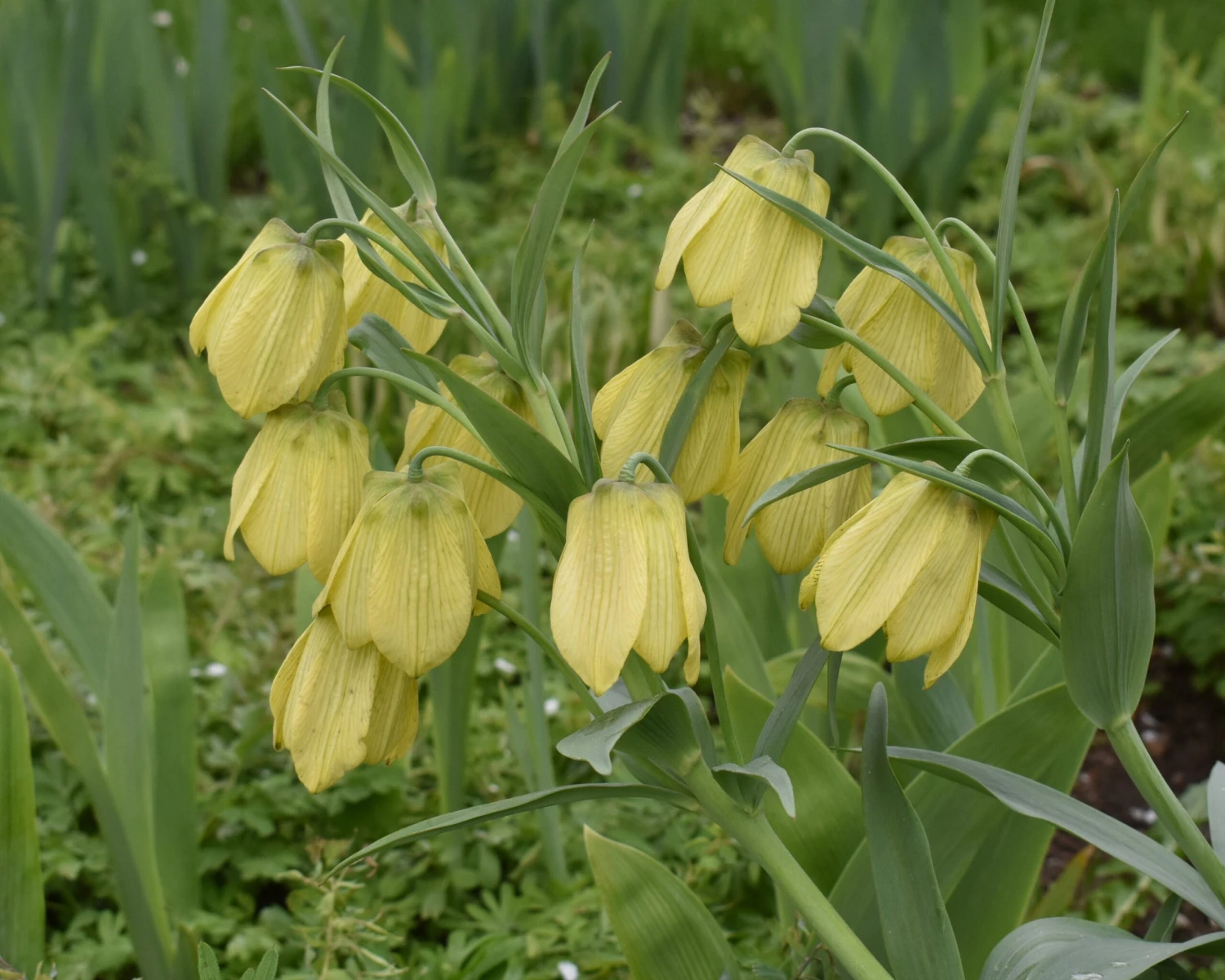 Fritillaria Pallidiflora 4 Fritillaria Pallidiflora - Image 4
