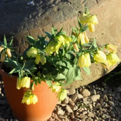 Fritillaria Pallidiflora 14 Fritillaria Pallidiflora -Cheap Ethereal Yard Store fritillaria pallidiflora 5