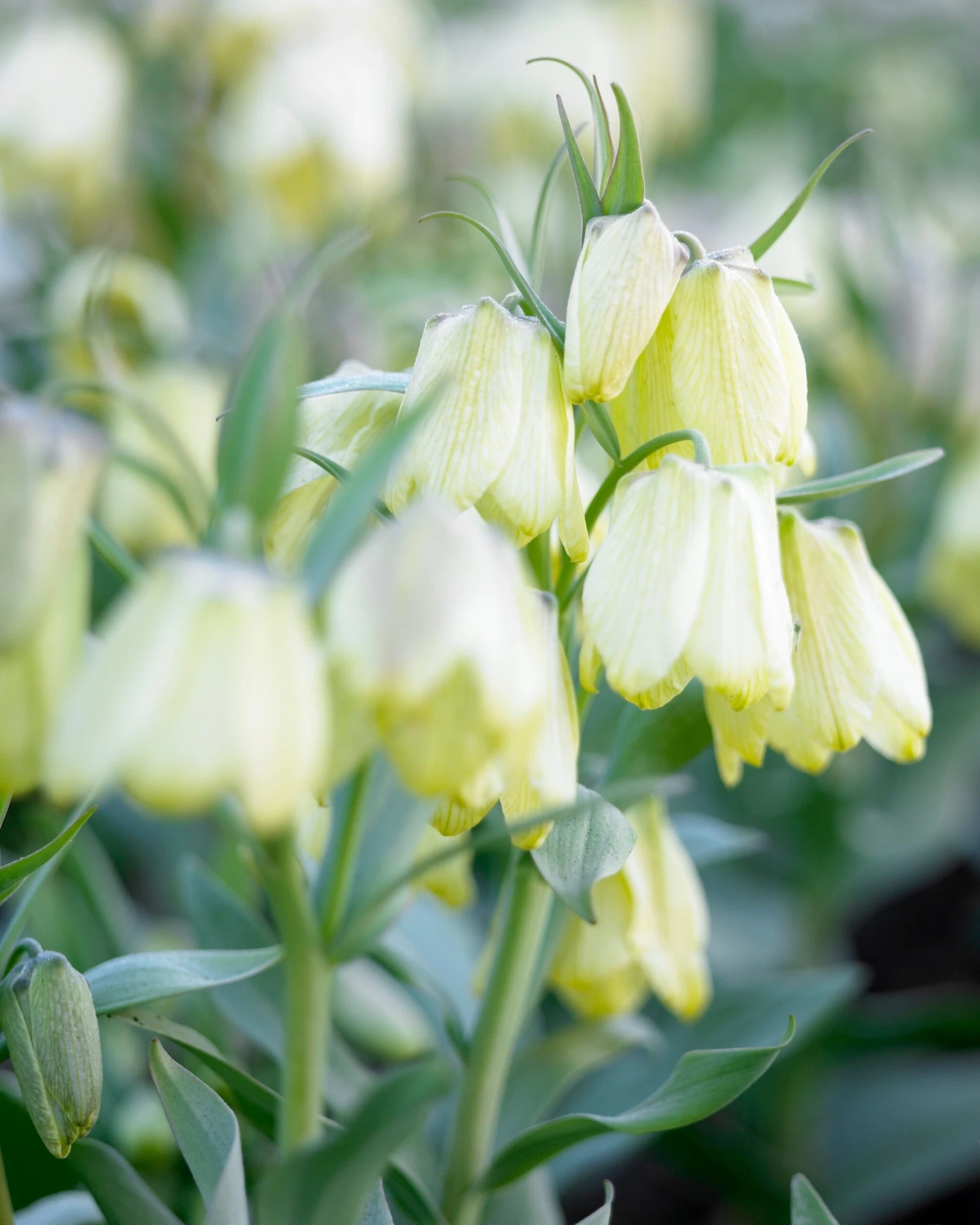 Fritillaria Pallidiflora 2 Fritillaria Pallidiflora - Image 2
