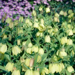 Fritillaria Pallidiflora 16 Fritillaria Pallidiflora -Cheap Ethereal Yard Store fritillaria pallidiflora 7 scaled