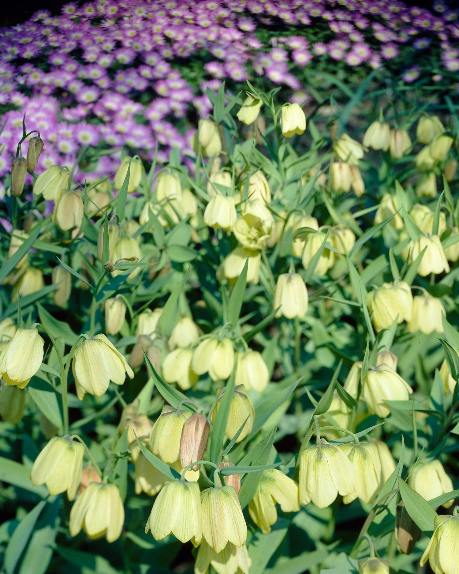 Fritillaria Pallidiflora 7 Fritillaria Pallidiflora - Image 7