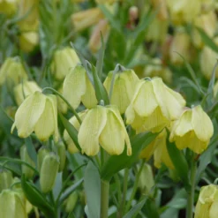 Fritillaria Pallidiflora 17 Fritillaria Pallidiflora -Cheap Ethereal Yard Store fritillaria pallidiflora 8 scaled