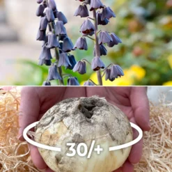 Fritillaria Persica 'XXL'