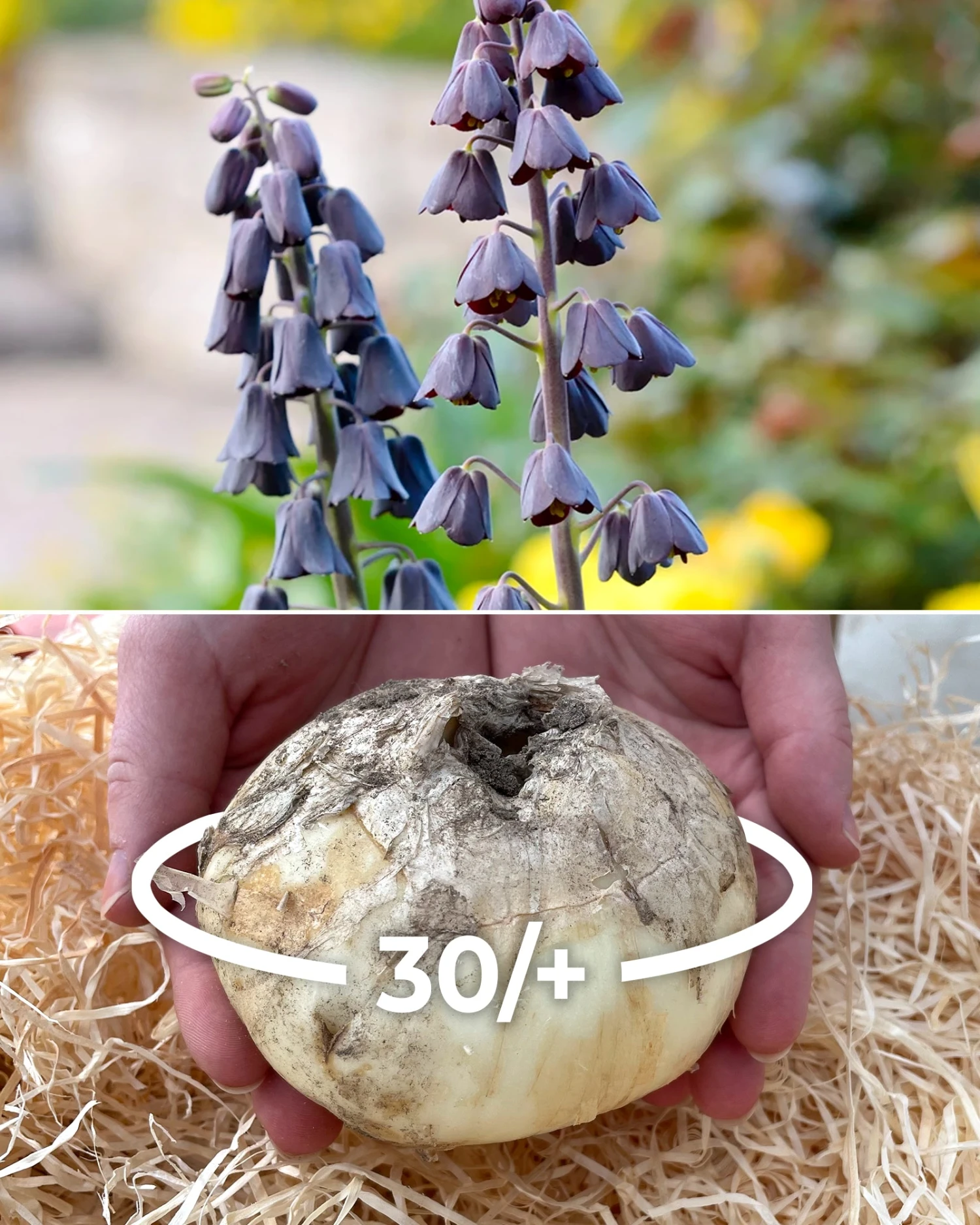 Fritillaria Persica 'XXL' 1 Fritillaria Persica 'XXL'