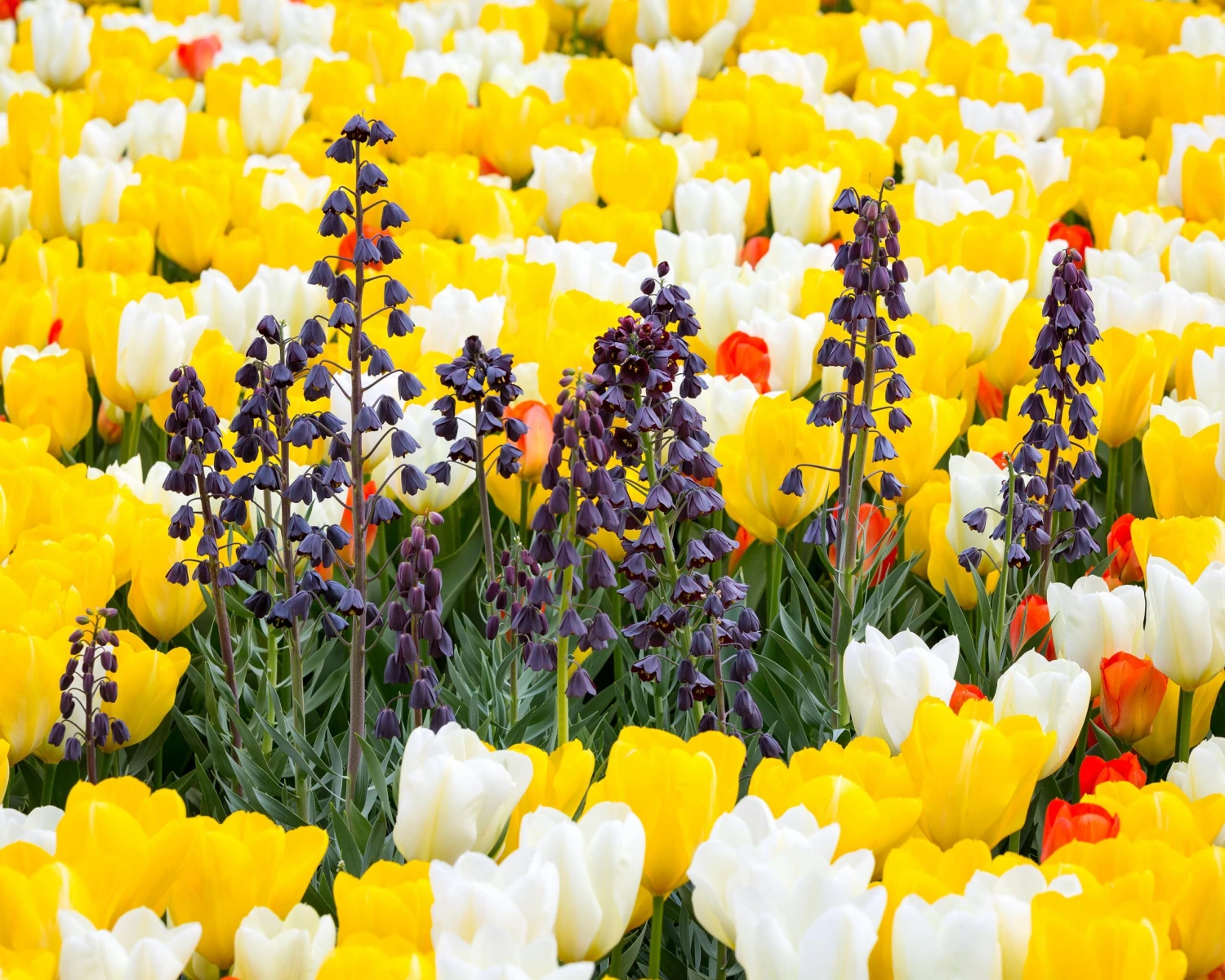 Fritillaria Persica 'XXL' 4 Fritillaria Persica 'XXL' - Image 4