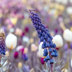 Fritillaria Persica 'XXL' 22 Fritillaria Persica 'XXL' -Cheap Ethereal Yard Store fritillaria persica xxl 10 scaled