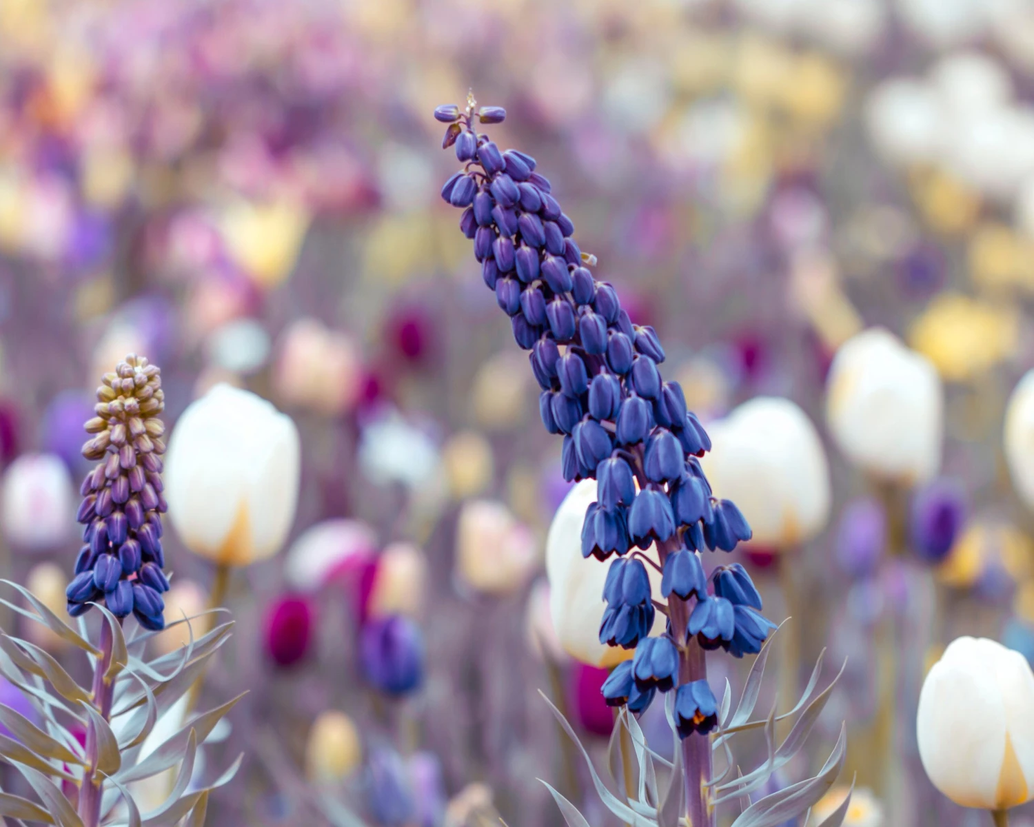 Fritillaria Persica 'XXL' 11 Fritillaria Persica 'XXL' - Image 11