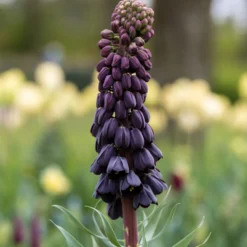 Fritillaria Persica 'XXL' 23 Fritillaria Persica 'XXL' -Cheap Ethereal Yard Store fritillaria persica xxl 11 scaled