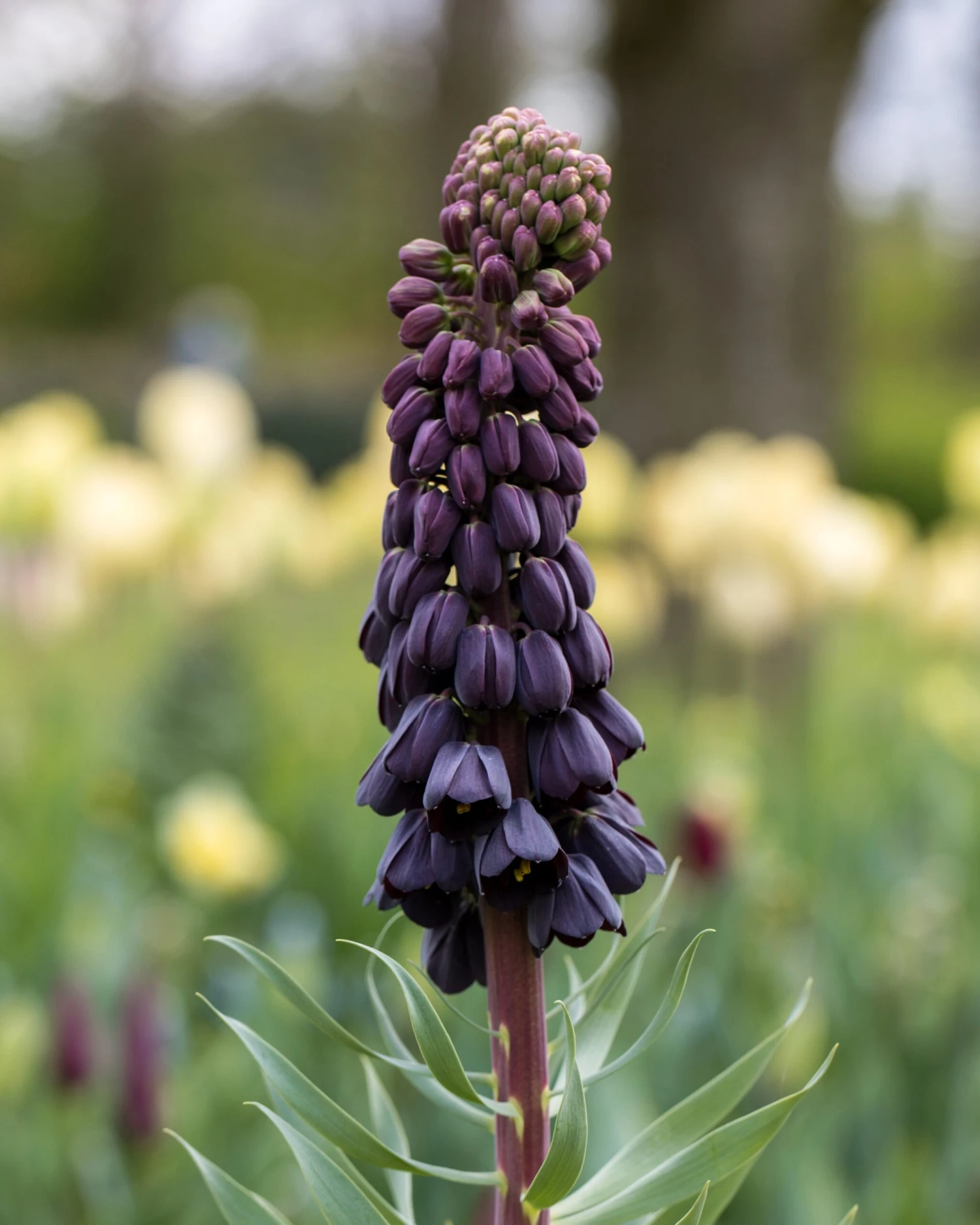 Fritillaria Persica 'XXL' 12 Fritillaria Persica 'XXL' - Image 12