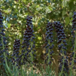 Fritillaria Persica 'XXL' 16 Fritillaria Persica 'XXL' -Cheap Ethereal Yard Store fritillaria persica xxl 2 scaled