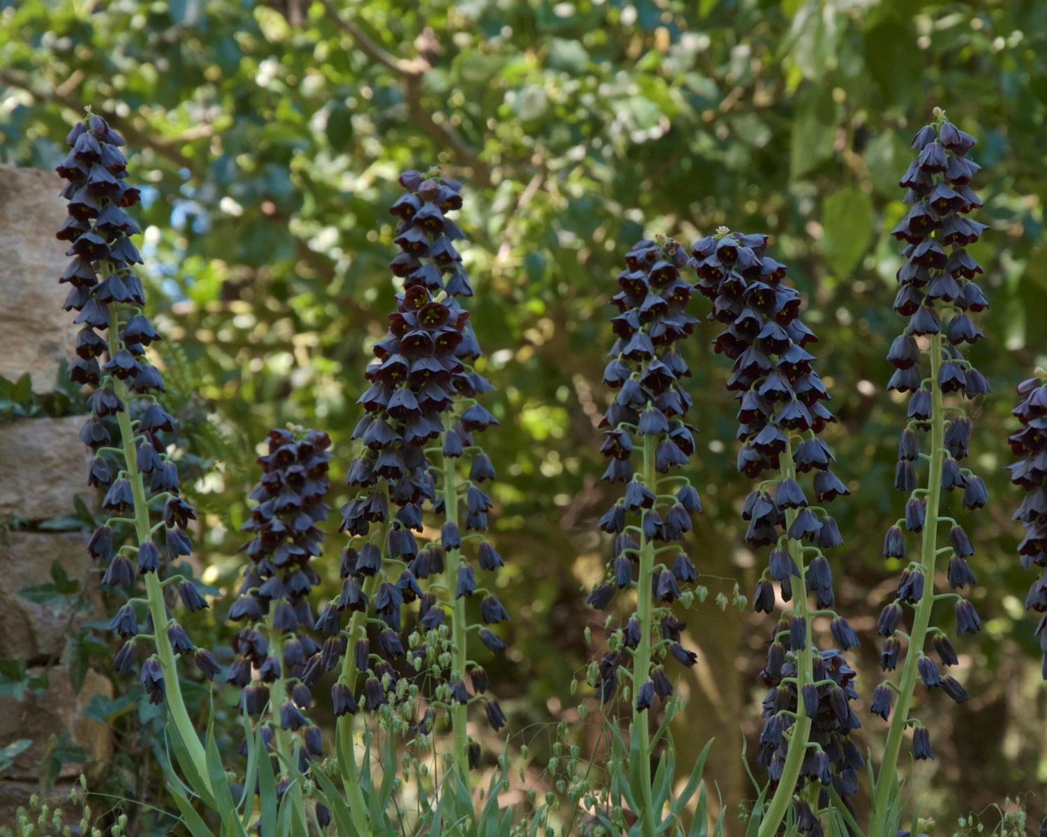 Fritillaria Persica 'XXL' 5 Fritillaria Persica 'XXL' - Image 5