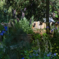 Fritillaria Persica 'XXL' 19 Fritillaria Persica 'XXL' -Cheap Ethereal Yard Store fritillaria persica xxl 3 scaled