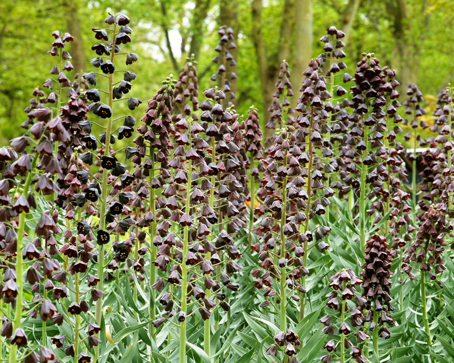 Fritillaria Persica 'XXL' 3 Fritillaria Persica 'XXL' - Image 3