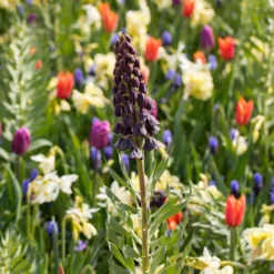 Fritillaria Persica 'XXL' 17 Fritillaria Persica 'XXL' -Cheap Ethereal Yard Store fritillaria persica xxl 5 scaled