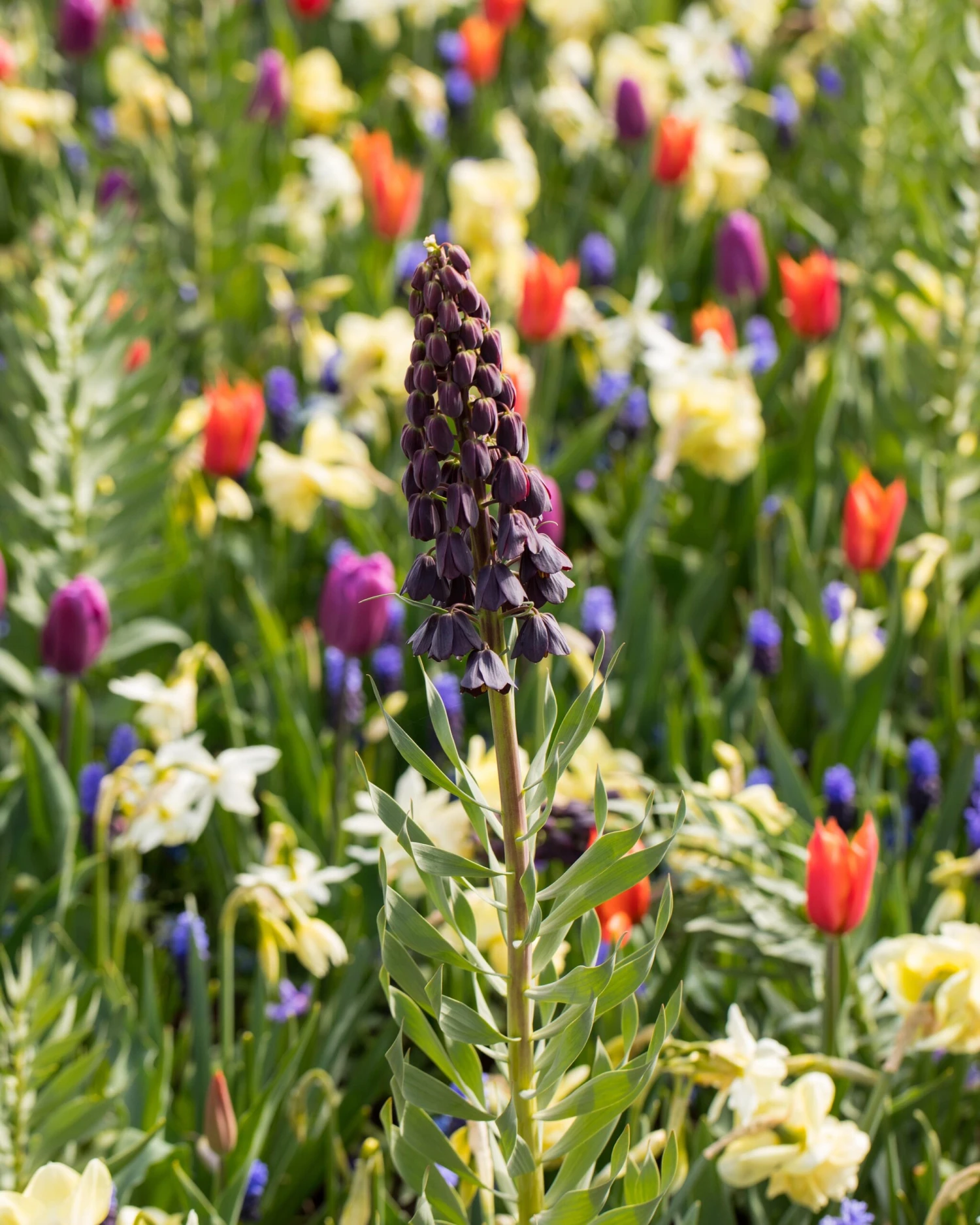 Fritillaria Persica 'XXL' 6 Fritillaria Persica 'XXL' - Image 6