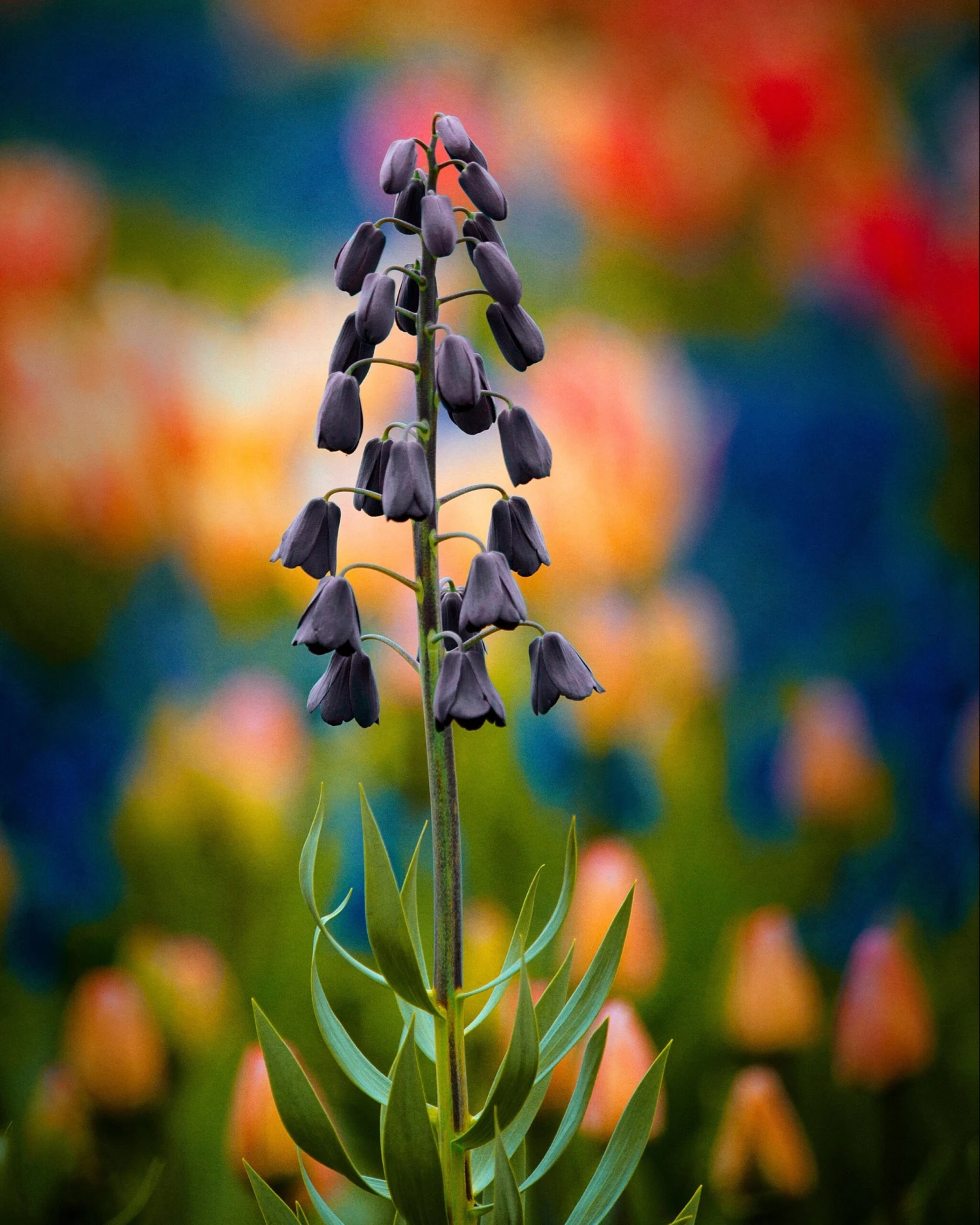 Fritillaria Persica 'XXL' 7 Fritillaria Persica 'XXL' - Image 7
