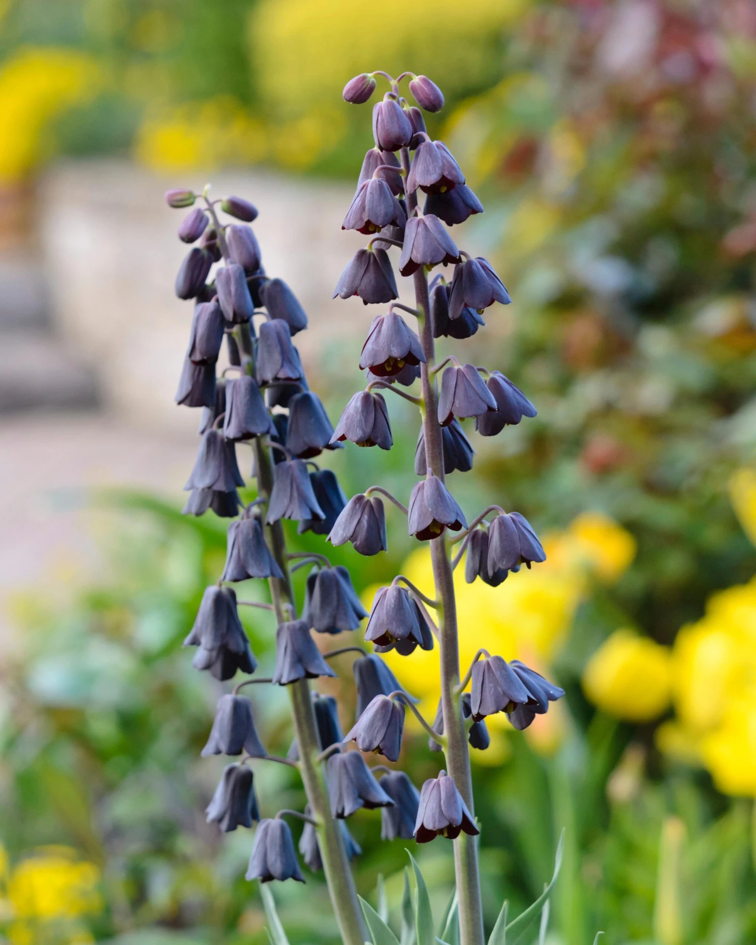 Fritillaria Persica 'XXL' 2 Fritillaria Persica 'XXL' - Image 2