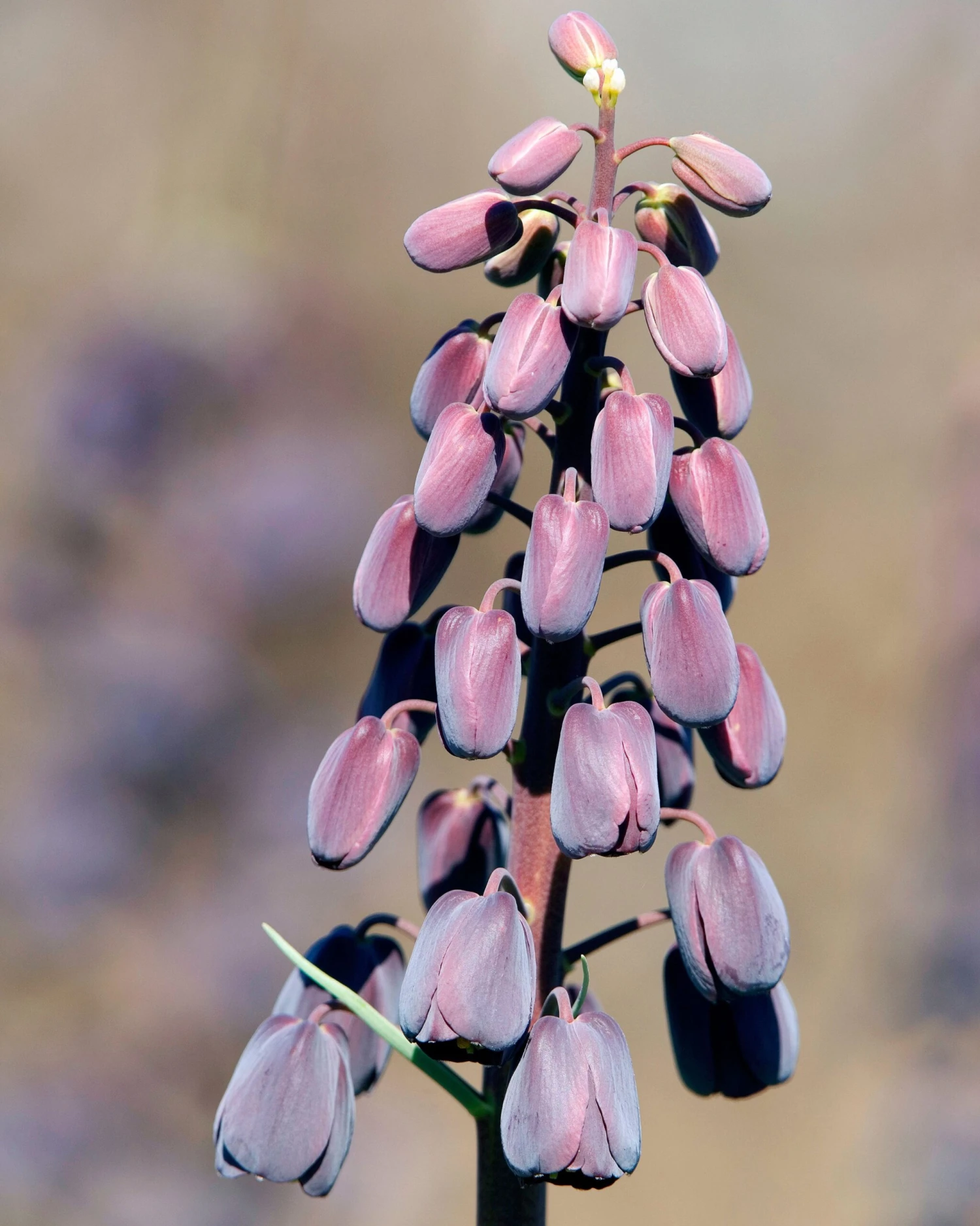 Fritillaria Persica 'XXL' 9 Fritillaria Persica 'XXL' - Image 9