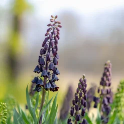 Fritillaria Persica 'XXL' 21 Fritillaria Persica 'XXL' -Cheap Ethereal Yard Store fritillaria persica xxl 9 scaled