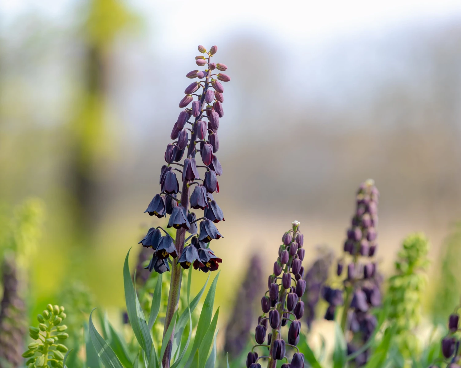 Fritillaria Persica 'XXL' 10 Fritillaria Persica 'XXL' - Image 10